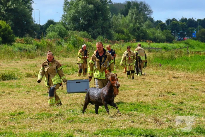 Brandweer redt pony uit moddersloot