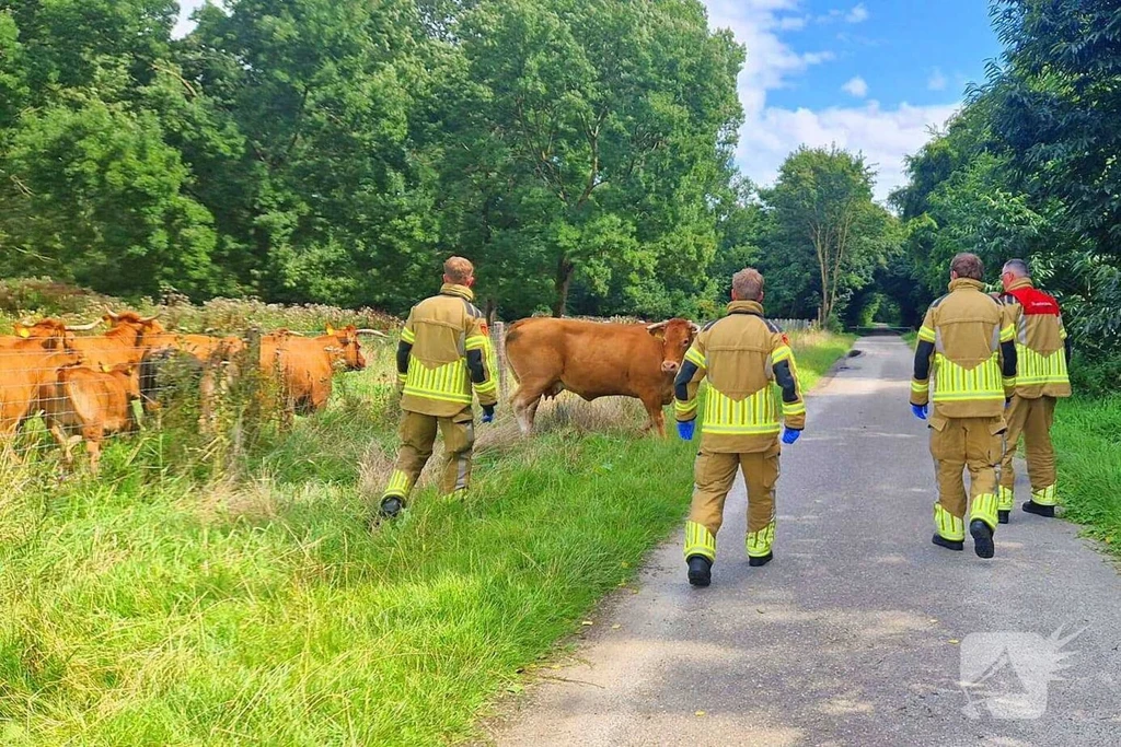 Buizerdweg 112 nieuws Lelystad 