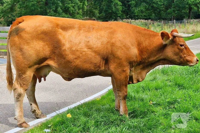 Koe ontsnapt en vast in wildrooster