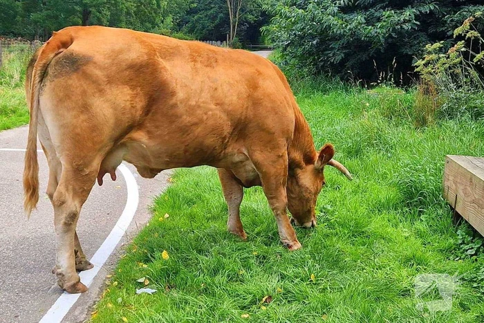 Koe ontsnapt en vast in wildrooster