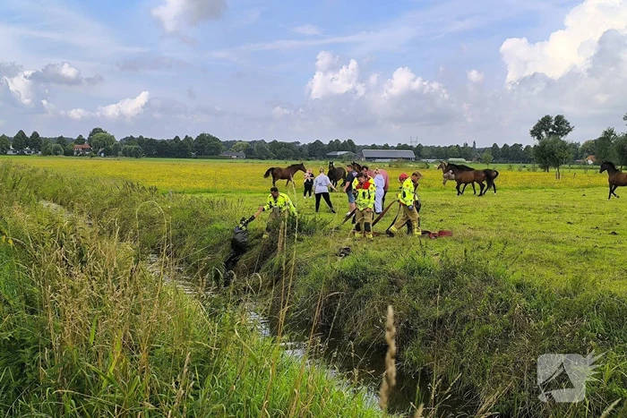 Brandweer redt dier uit benarde situatie