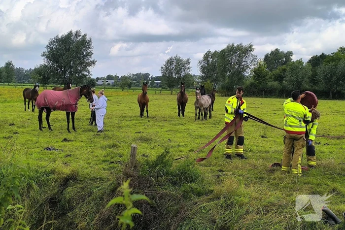 Brandweer redt dier uit benarde situatie