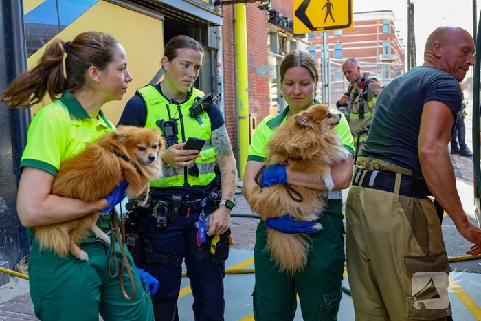 Honden gered uit woningbrand