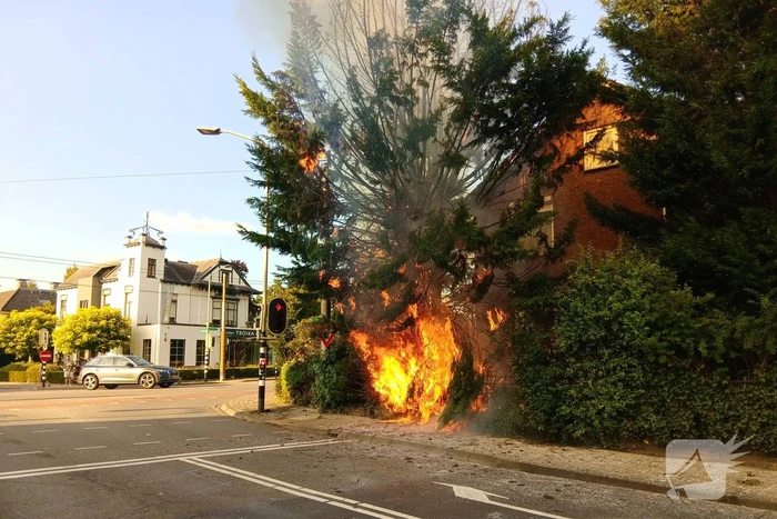 Flinke vlammen bij brand in conifeer
