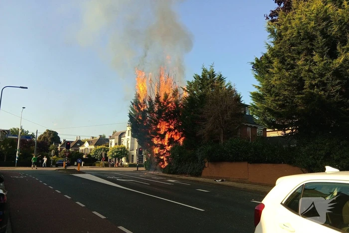 Flinke vlammen bij brand in conifeer