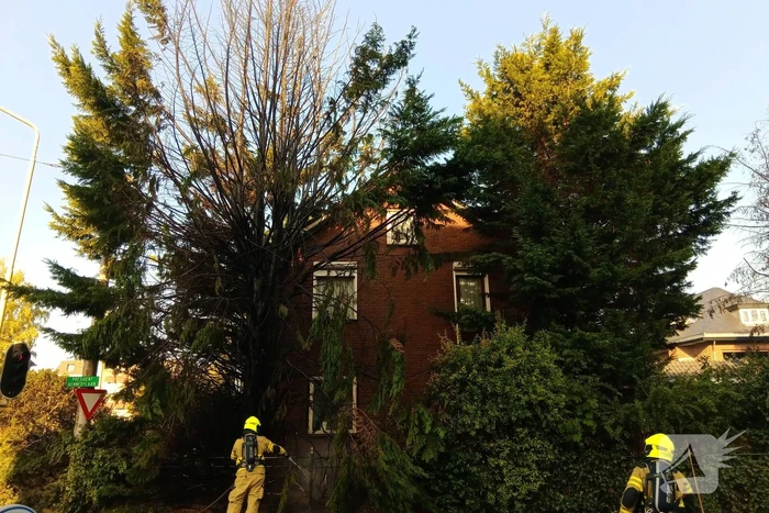 Flinke vlammen bij brand in conifeer
