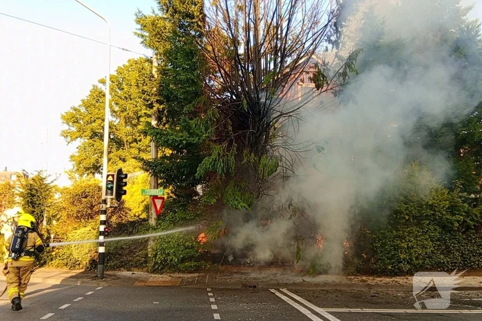 Flinke vlammen bij brand in conifeer