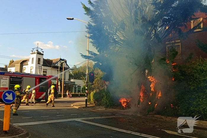 Flinke vlammen bij brand in conifeer