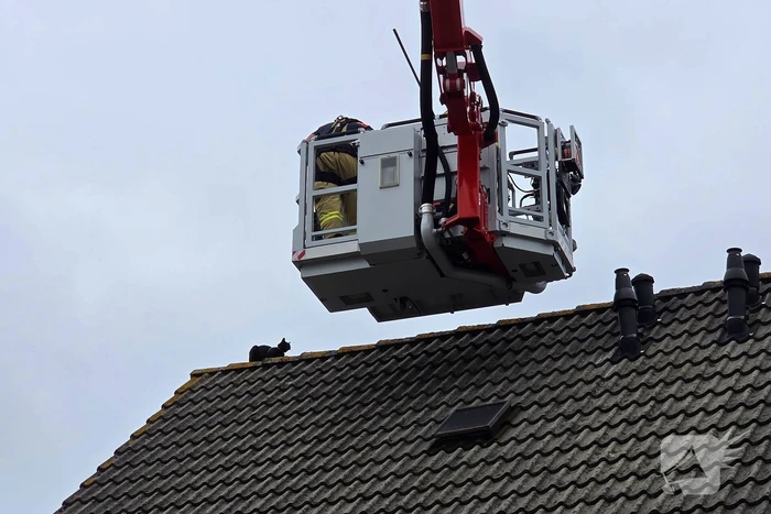 Kat in het bakkie voor Torito