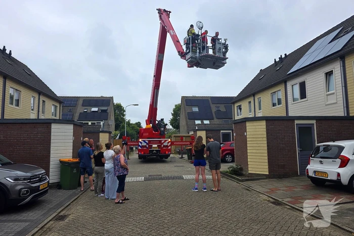 Kat in het bakkie voor Torito