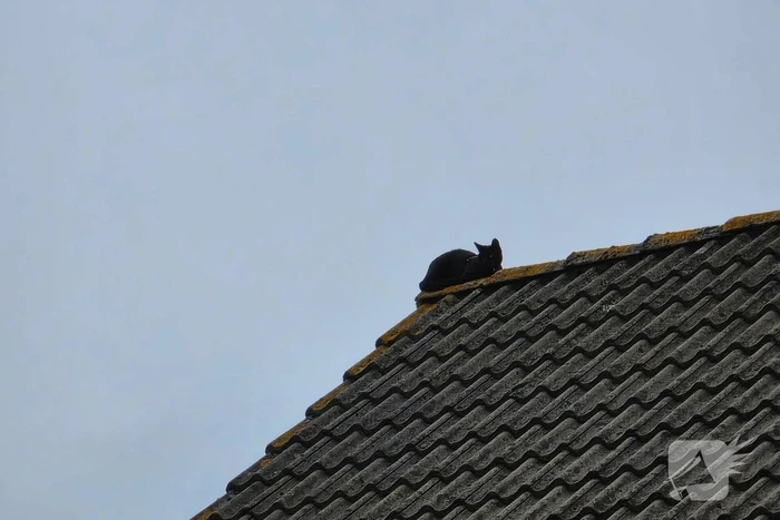 Kat in het bakkie voor Torito