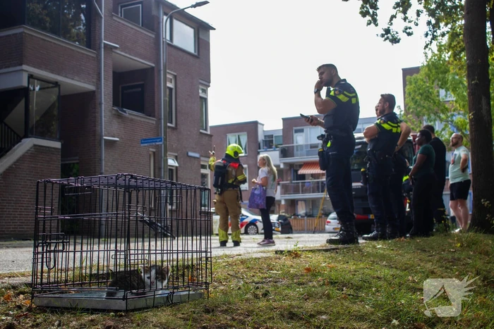Kittens en kat gered bij brand in woning