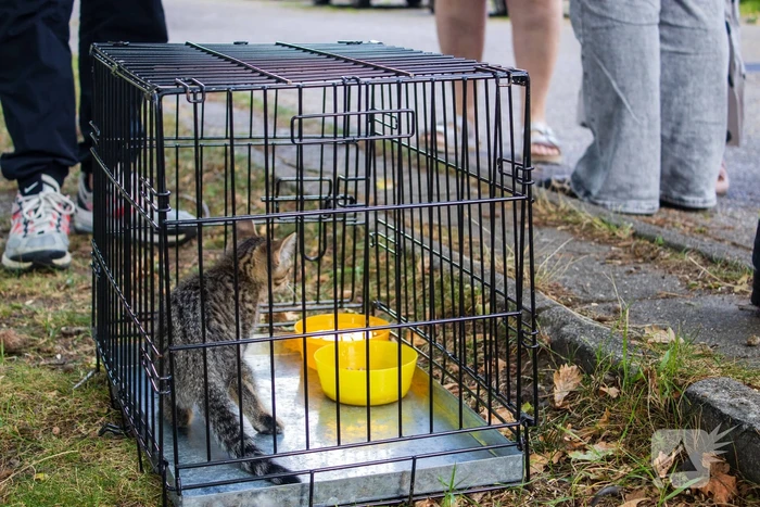 Kittens en kat gered bij brand in woning