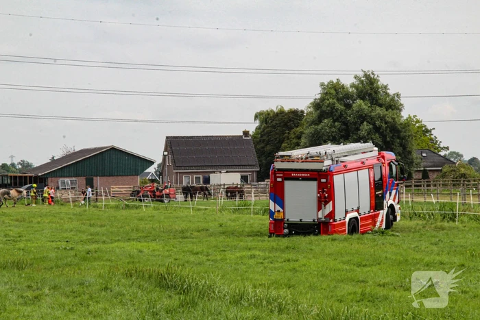 Paard in het water gered door brandweer