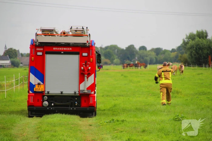 Paard in het water gered door brandweer