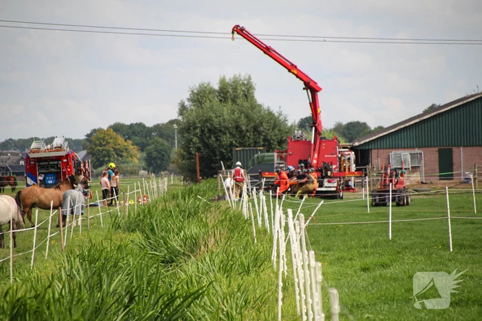 Paard in het water gered door brandweer