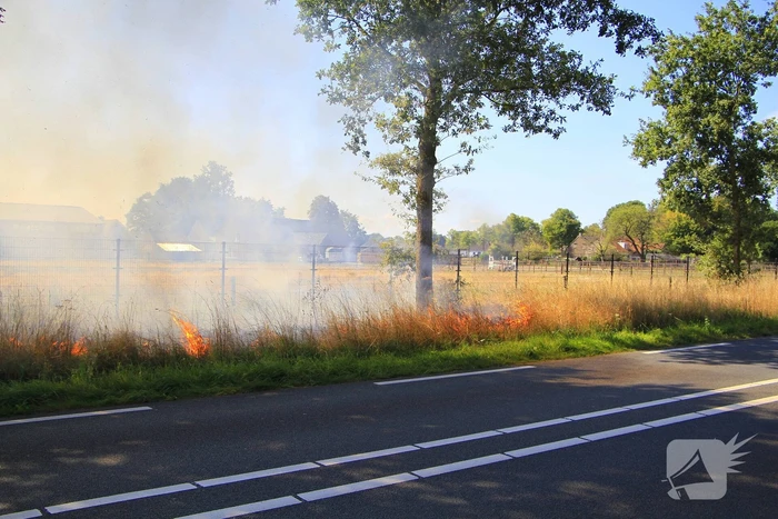 Paarden in veiligheid na bermbrand