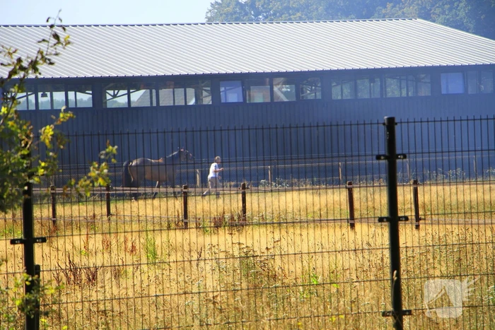 Paarden in veiligheid na bermbrand
