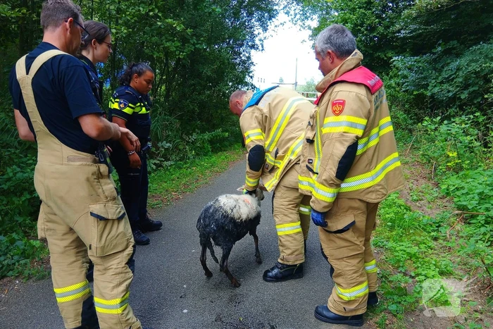 Schaap in nood gered door brandweer