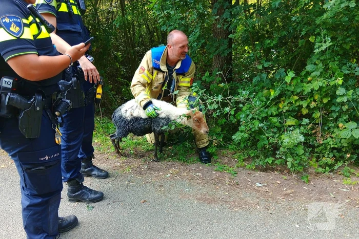 Schaap in nood gered door brandweer