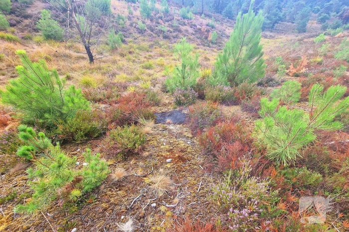 Heidebrand veroorzaakt forse schade