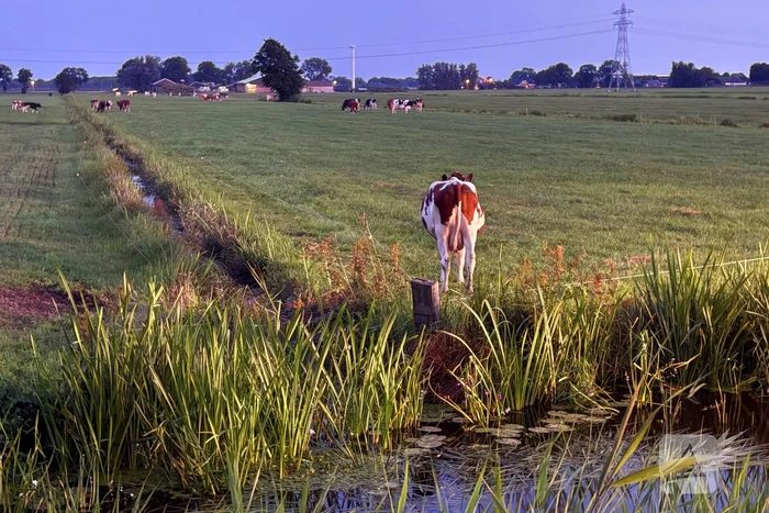 Reddingsactie door brandweer en boer