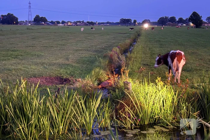 Reddingsactie door brandweer en boer