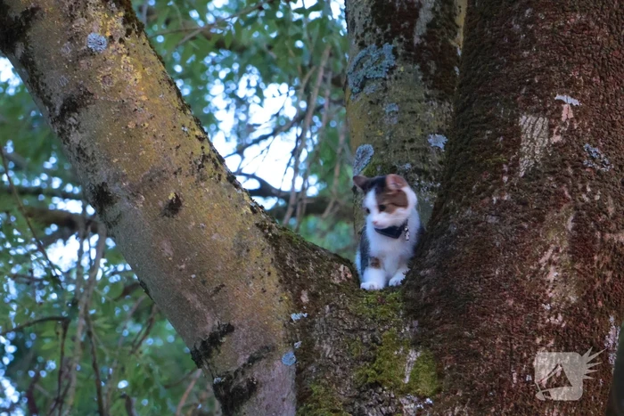 Kat Tigger uit boom gered