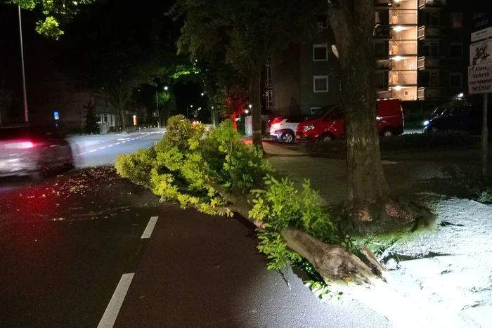 Brandweer verwijdert afgebroken boomtak