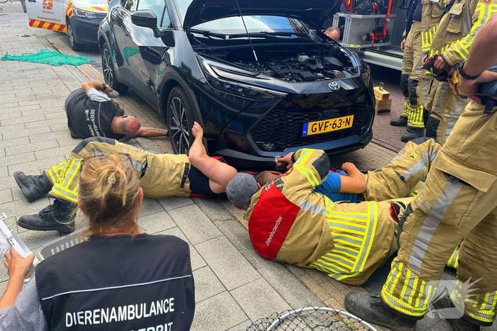 Kat vast in auto, brandweer schiet te hulp