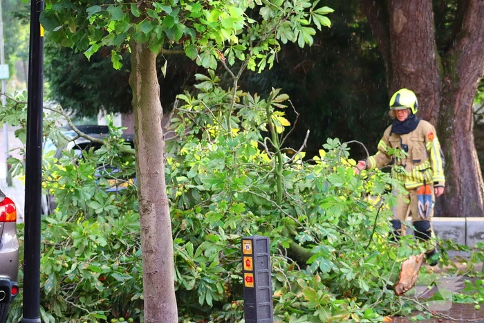 Brandweer verwijdert gebroken tak