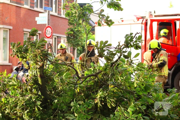 Brandweer verwijdert gebroken tak