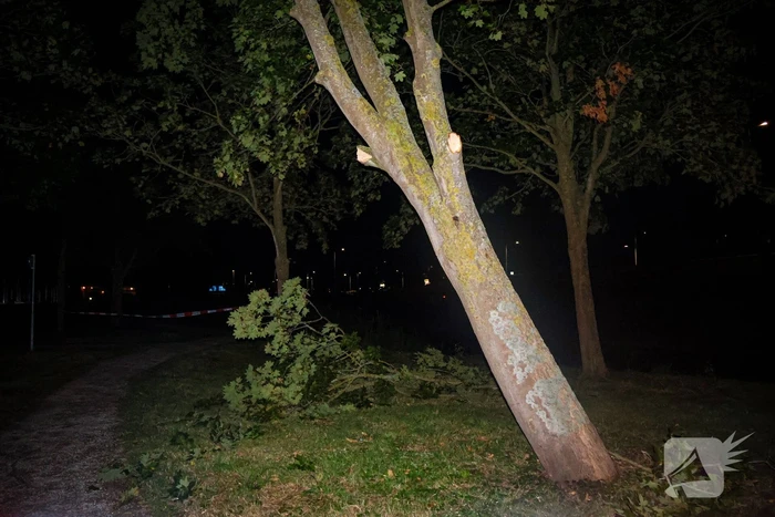 Brandweer zaagt takken van schuinstaande boom af