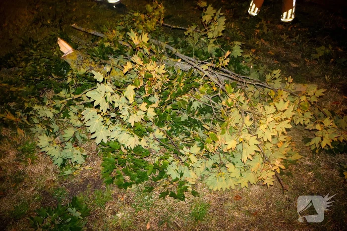 Brandweer zaagt takken van schuinstaande boom af