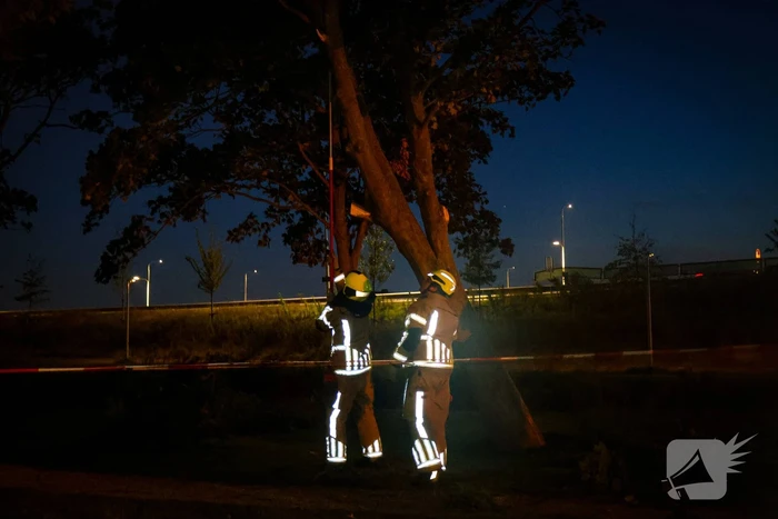Brandweer zaagt takken van schuinstaande boom af