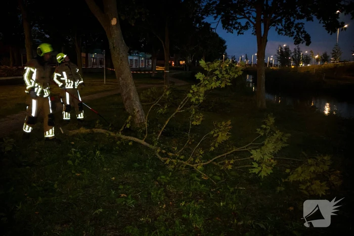 Brandweer zaagt takken van schuinstaande boom af