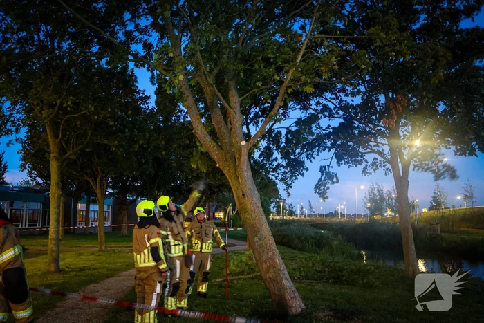 Brandweer zaagt takken van schuinstaande boom af