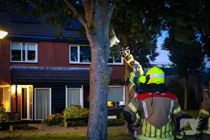 Brandweer zaagt takken van schuinstaande boom af