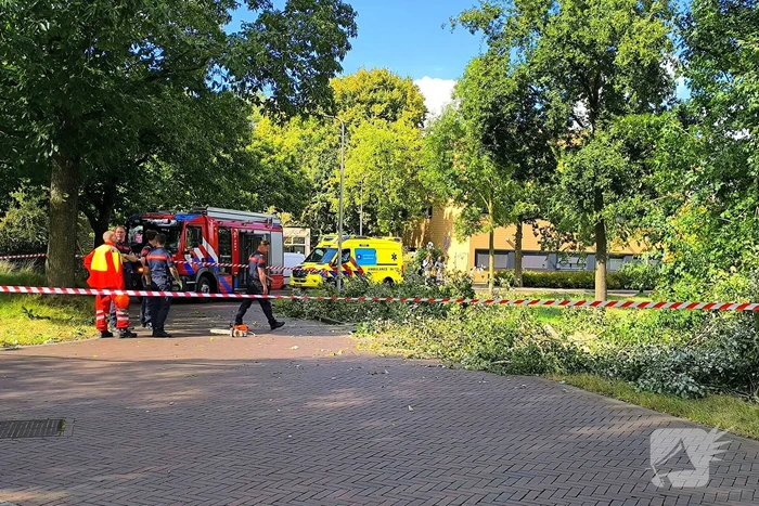 natuur koningin wilhelminastraat zwolle