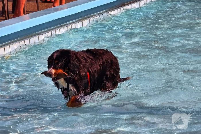 Honden nemen zwembad over tijdens jaarlijkse hondenplons