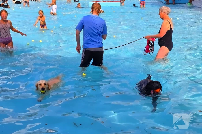 Honden nemen zwembad over tijdens jaarlijkse hondenplons