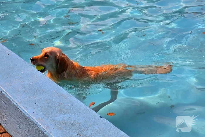 Honden nemen zwembad over tijdens jaarlijkse hondenplons
