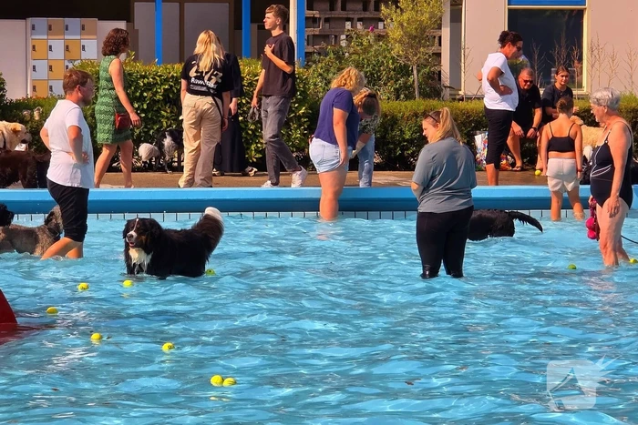 Honden nemen zwembad over tijdens jaarlijkse hondenplons