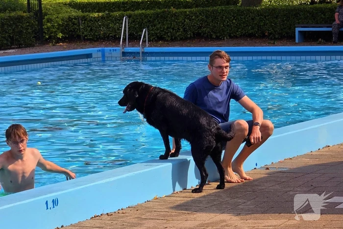Honden nemen zwembad over tijdens jaarlijkse hondenplons