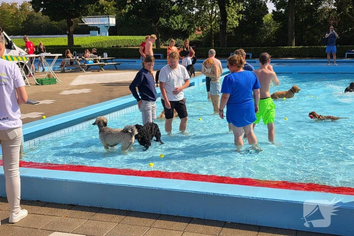 Honden nemen zwembad over tijdens jaarlijkse hondenplons