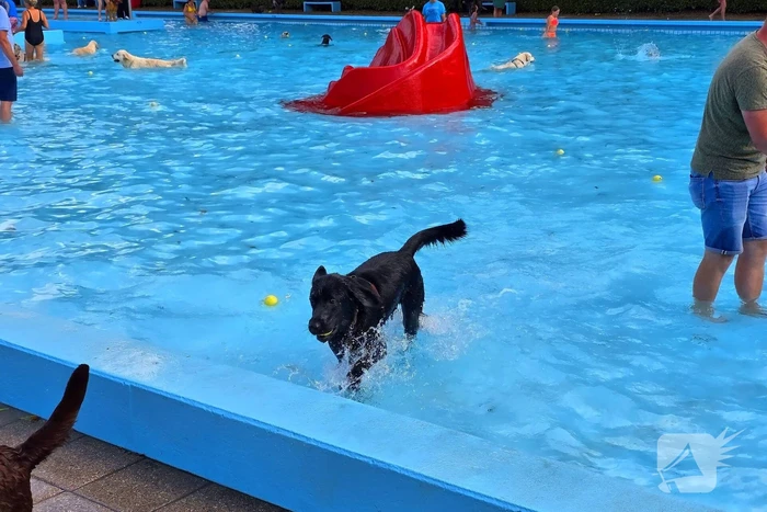 Honden nemen zwembad over tijdens jaarlijkse hondenplons