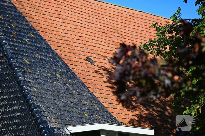 Brandweer inzet voor kitten niet nodig