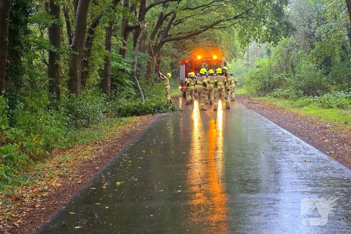 Brandweer verwijdert gevaarlijke tak uit boom