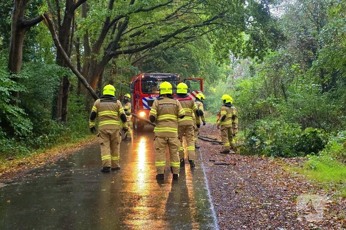 Brandweer verwijdert gevaarlijke tak uit boom