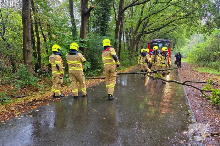 Brandweer verwijdert gevaarlijke tak uit boom